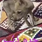 جرو ذيب مطلوب الموقع جدة