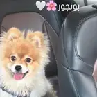 للبيع كلب بوميرينيان صغير