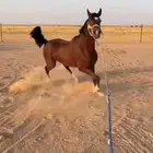 حصان شعبي كفو