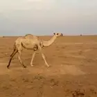 بكره باتليه