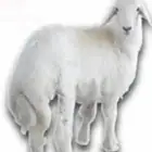 للبيع ذبايح هرافى من انتاج المزرعه تفريد