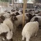 ذبيحتك ل باب بيتك