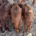سواكن ل تربيه ولا ذبح