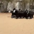 معزا عوارض طيبه
