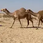 بكار شعل كككفو ساسها طيب للبيع