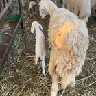 رخل حريه ثنيه والد معه طلي