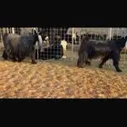 عرض بيع معزاء عوارض للبيع مضاريع سونار