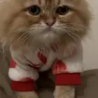 قطه شيرازي للبيع عمر 4 5 شهور