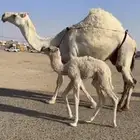 خلفه وضحا حدرها بكره كفو