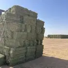 برسيم صافي شد فاخر وكبس ناهي