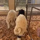 خرفان نعيم