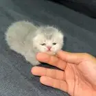 قطه سكوتش فولد ماشاءالله