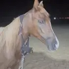 مهره عربية طيبه