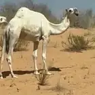 ناقه طيبه طيبه