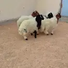طلي نعيمي الرياض حي الشفآء آي مكان نوصل فيه ذبح باقي وحد
