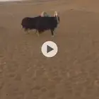 لبيع خروف نجدي فحل تم البيع خارج الموقع