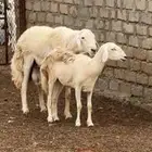 خروف فحل ضنف الصنف