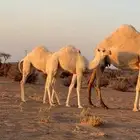 خلفه تحتها قعود