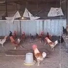 ديكة المانية وفرنسية