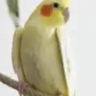 ابحث عن كروان انثى بسعر 150 ريال توصلها لي بدون ملحقات