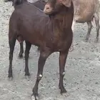 تيس فحل للبيع
