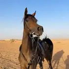 فرس شعبيه شيخه
