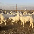 رخال حريات صنف