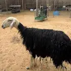 نجدية والد ثنيه ((تم البيع))