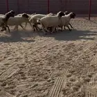 عنم نعيم للبيع