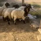 طليان للبيع