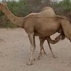 ناقة عرضية ام ثاني للبيع حليبها وافر ماشاءالله تحتها بكرة