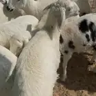 طليان حريات