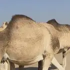 للبيع بكر ثنيه باقي لها اقل من شهر وتنتج شقحا