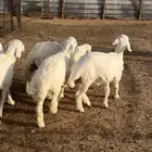 حري ونجد وتيوس للبيع