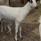 عنز بيشيه رباع كحلا فاخره صنف