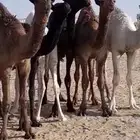 حشو للبيع