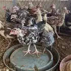 صوص عربي ماكنتوش و بوران