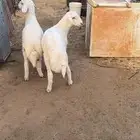خرفان 3 طيبات الموقع الدوادمي( تم البيع خارج الموقع )
