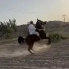 حصان شعبي طرب