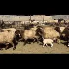 غنم نعيم فاخره