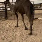 لقحه مجهم
