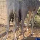 قعدان تربية