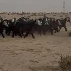 معزا عوارض