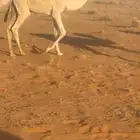 للبيع قعدان قصب