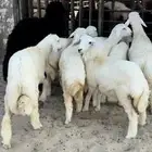 ذبايح حريات فل شحم و لحم