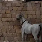 حصان سبوق
