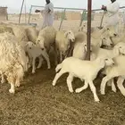 غنم حرية متابيع حرش مراح واحد 45 تحتها 45