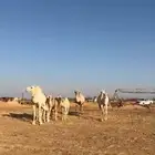 خلفات باتليه ورمانيه الي معهن بكار