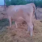 بقره المانيه دافع اول انتاجه على السوم