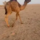 قعود تحت امه